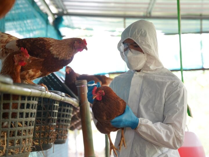 A veterinarian vaccinates poultry against avian influenza. Photo by Pordee Aomboon, via Shutterstock