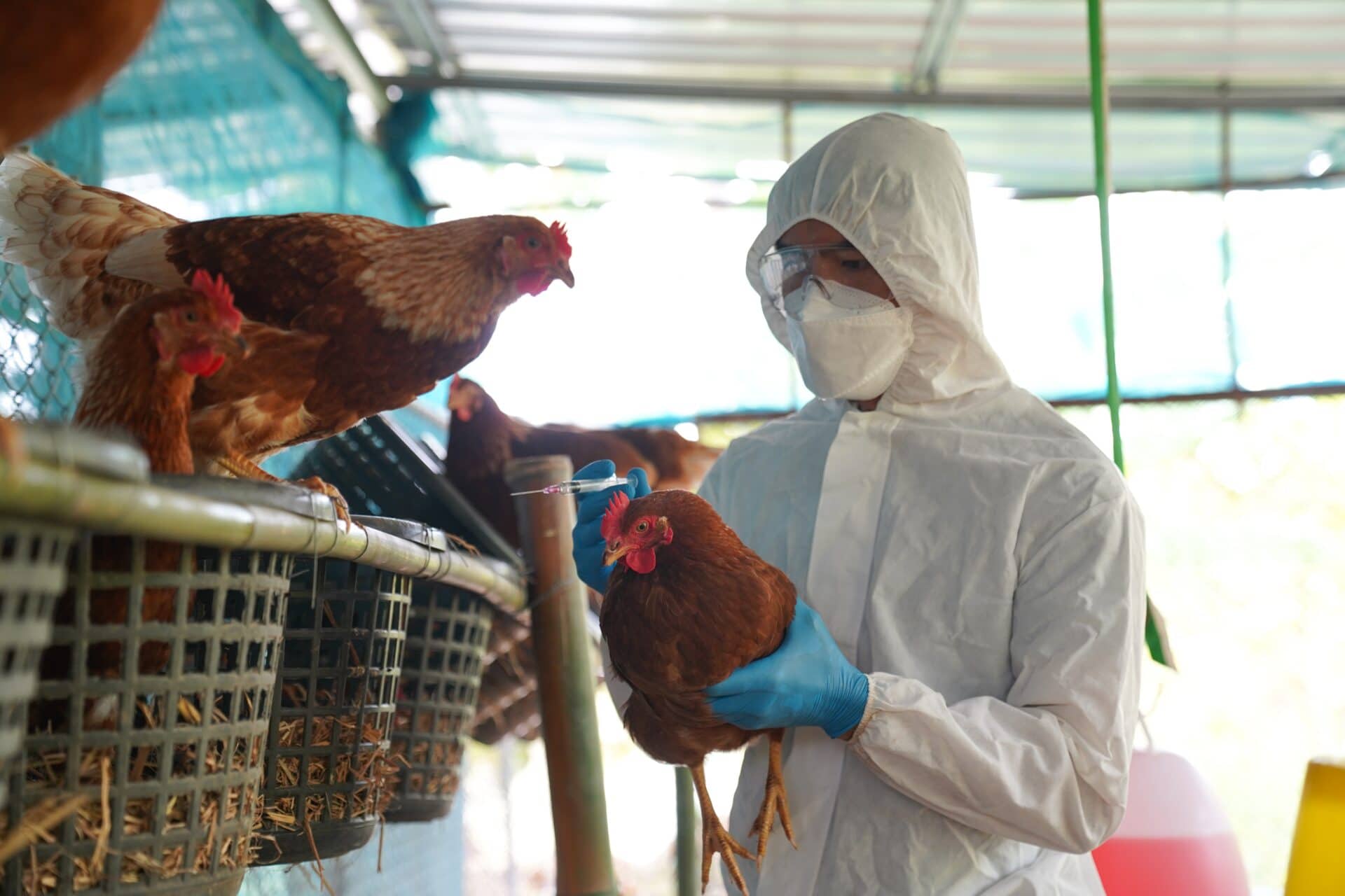 A veterinarian vaccinates poultry against avian influenza. Photo by Pordee Aomboon, via Shutterstock