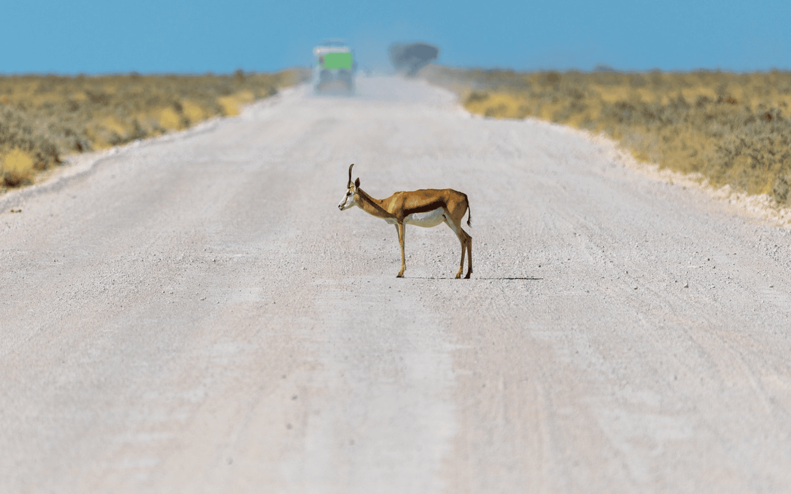 An antelope in the middle of the road. Photo by Pfüderi via Pixabay