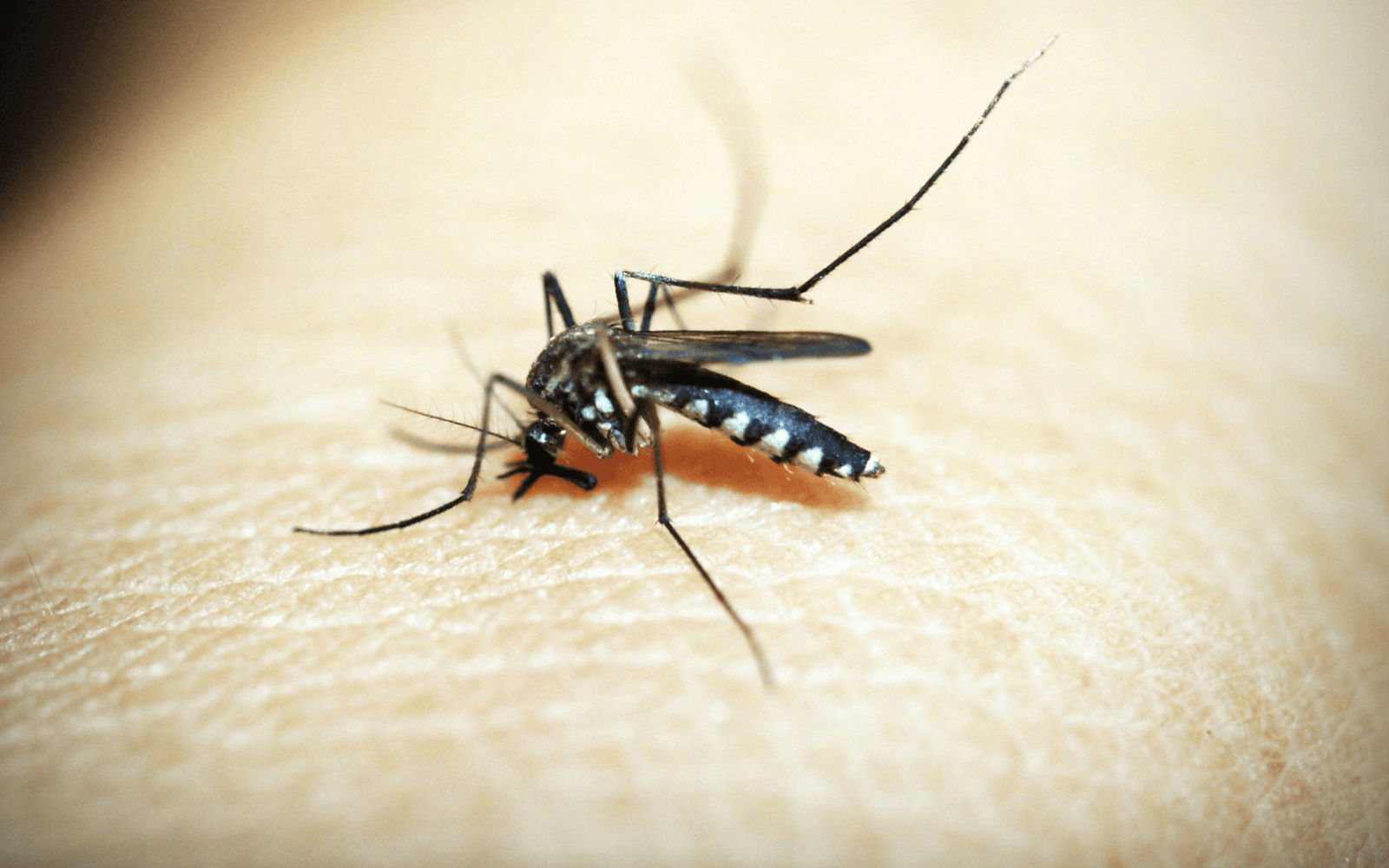 A mosquito, preparing for a potentially disease-transferring lunch break. Photo by icon0 via Pexels