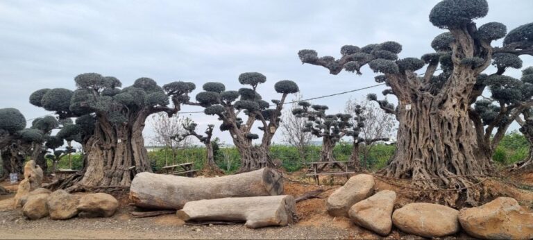 Ancient olive trees at Derech Hazait nursery. Photo by Yulia Karra