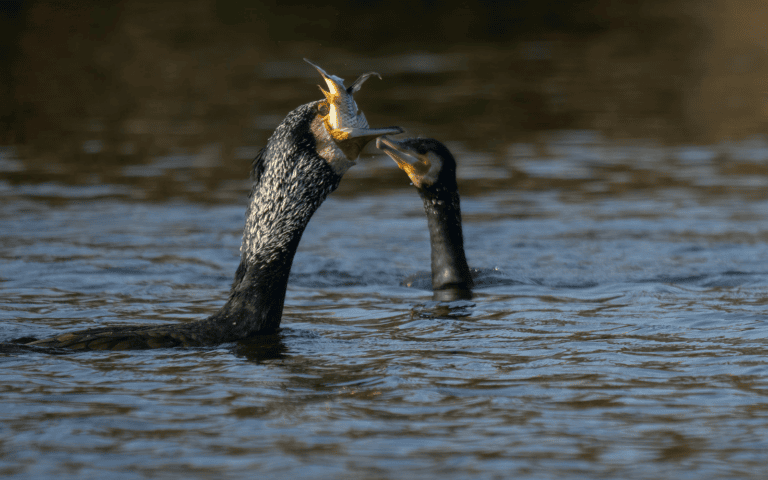 Cormorants are ranked #1 in my “Top 10 birds to live in fear of if you’re an Israeli fish” list. Photo by NaturEye Conservation/Pexels
