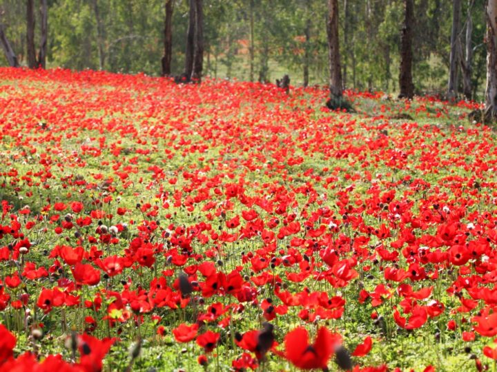 Poppies blooming in Western Negev. Photo by Rafi Babian
