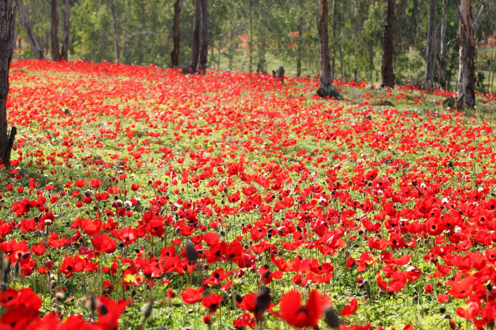 Poppies blooming in Western Negev. Photo by Rafi Babian