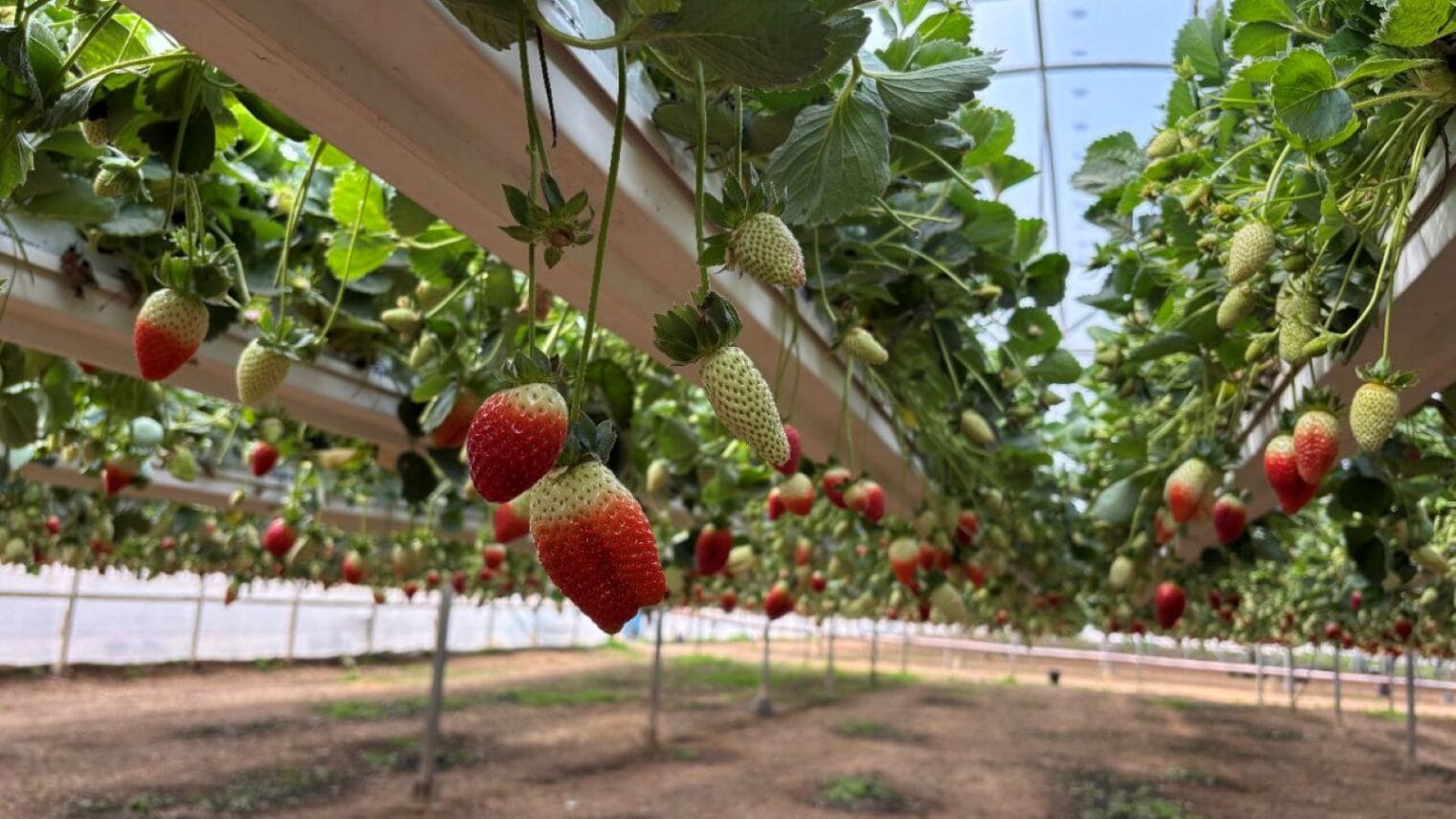Strawberries grow at Uri Tutim farm’s greenhouse. Photo by Natalie Selvin
