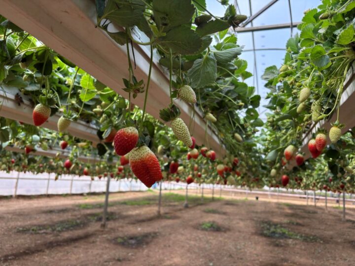 Strawberries grow at Uri Tutim farm’s greenhouse. Photo by Natalie Selvin