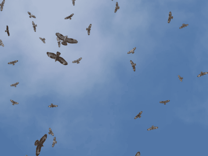 A flock of European honey buzzards migrating through the skies of Israel. Photo by Yotam Basham/SPNI