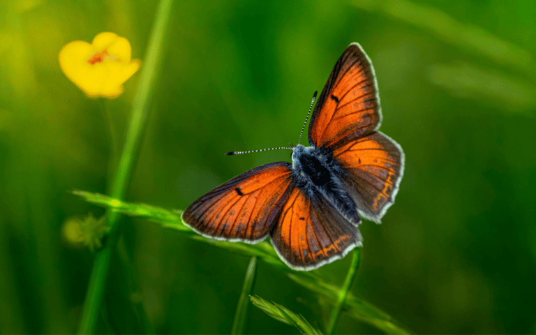 The Lesser Fiery Copper resembles a big fuzzy moth. Photo by Erik Karits/Pexels