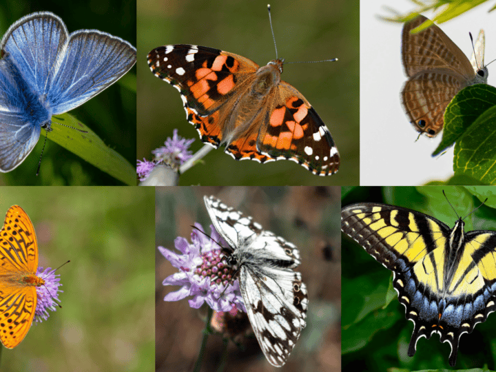Israel has quite a dazzling array of butterflies bustling through it skies during the spring. Image by ISRAEL21c