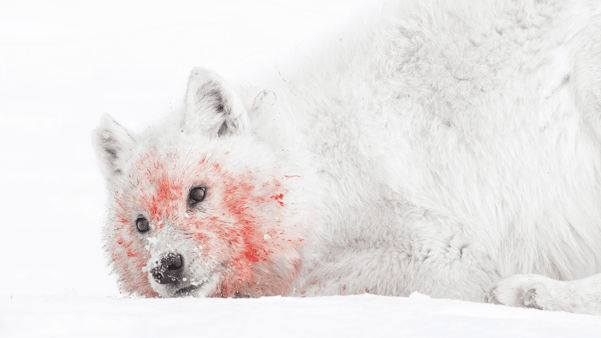 “Red Makeup” is a closeup of an Arctic wolf minutes after his pack devoured three newborn musk ox calves. Photo © Amit Eshel, Israel, Shortlist, Professional competition, Wildlife & Nature, 2025 Sony World Photography Awards
