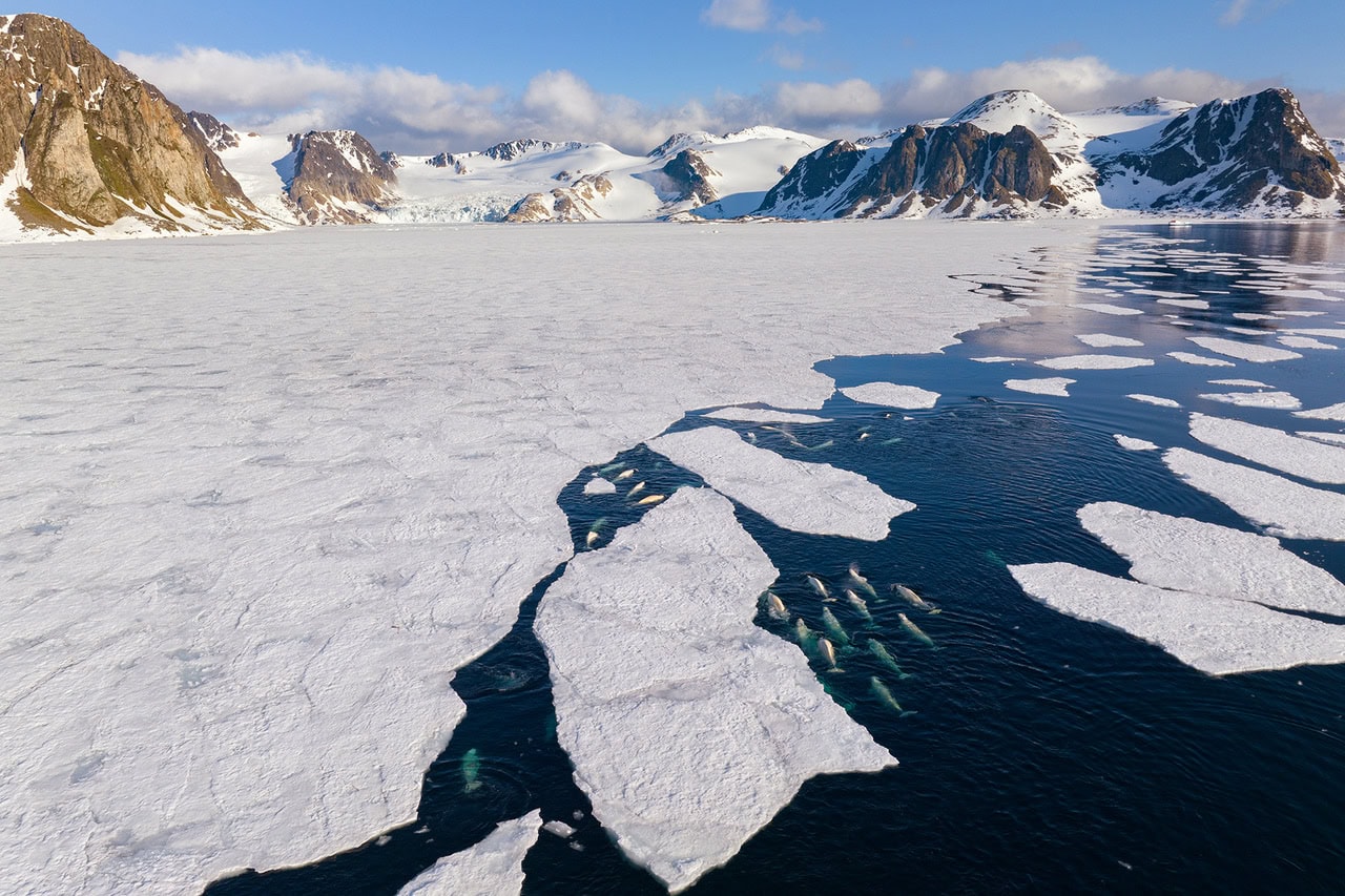 A pod of Beluga whales intricately navigates the dwindling Arctic sea ice. Photo by Roie Galitz