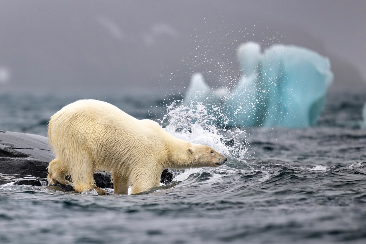 A polar bear navigates the turbulent waters of the Arctic, balancing on slick rocks against a backdrop of splashing waves and ice. Photo by Roie Galitz