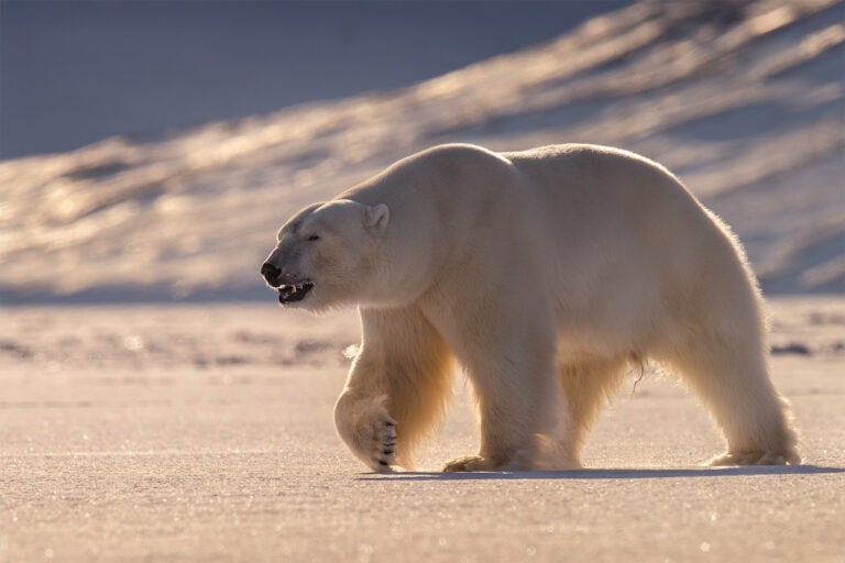 A polar roaming the fjord in Svalbard, Norway. Photo by Roie Galitz