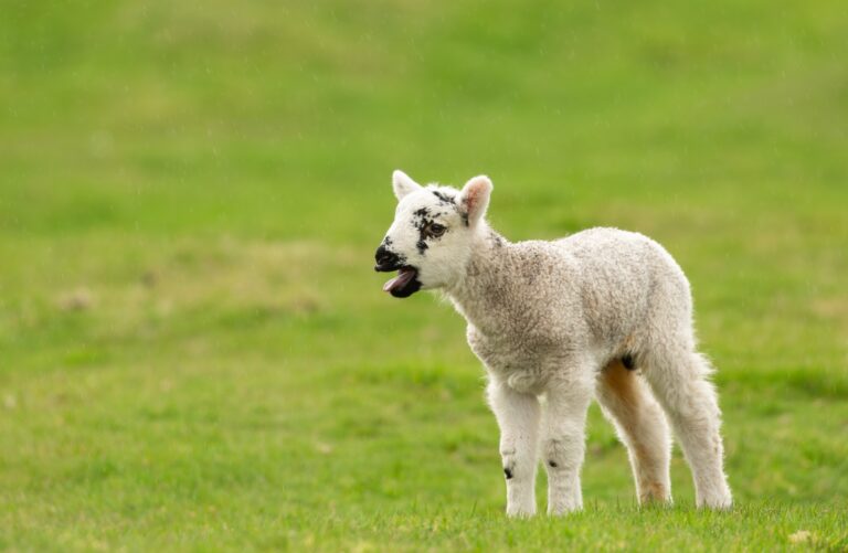 Hillel would’ve loved to put this guy between some sheets of matzah. Photo by Serenity Images23, via Shutterstock