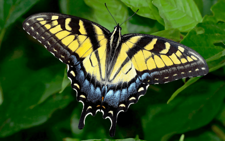 A swallowtail butterfly gets its name from the shape of its hind wings, which resemble the tail of — you guessed it — a swallow. Photo by Thomas Elliott/Pexels