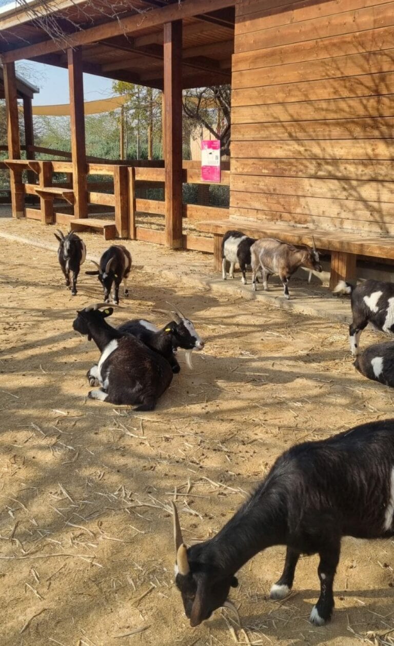 A petting enclosure with domestic goats at Midbarium. Photo by Yulia Karra