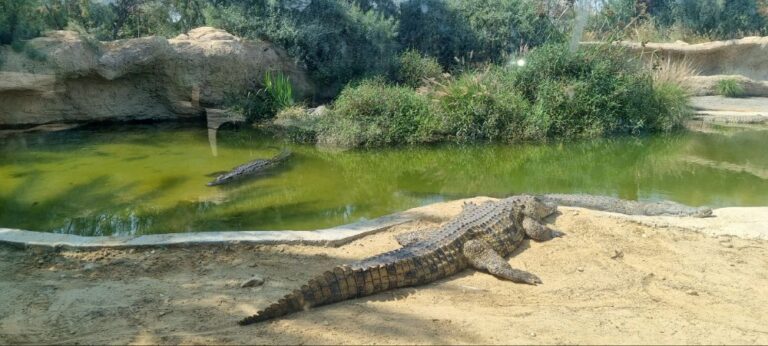 Crocodiles at the Midbarium animal park. Photo by Yulia Karra
