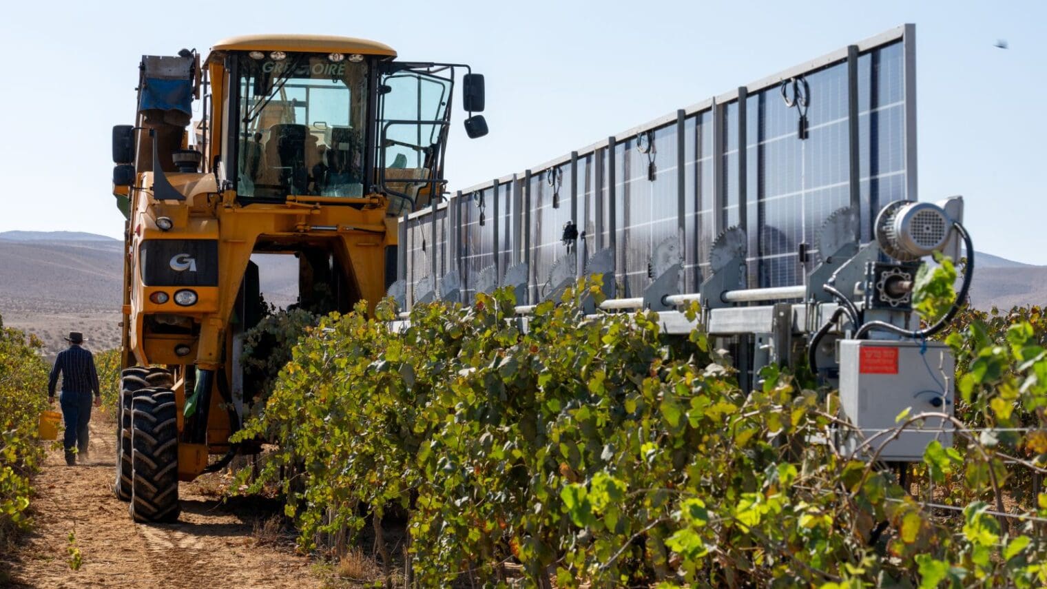 A grape harvester operates beside vertical solar panels in a vineyard, showing the integration of solar energy with agriculture. Photo courtesy of SolarWine
