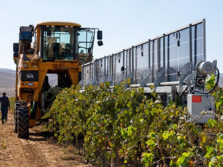 A grape harvester operates beside vertical solar panels in a vineyard, showing the integration of solar energy with agriculture. Photo courtesy of SolarWine