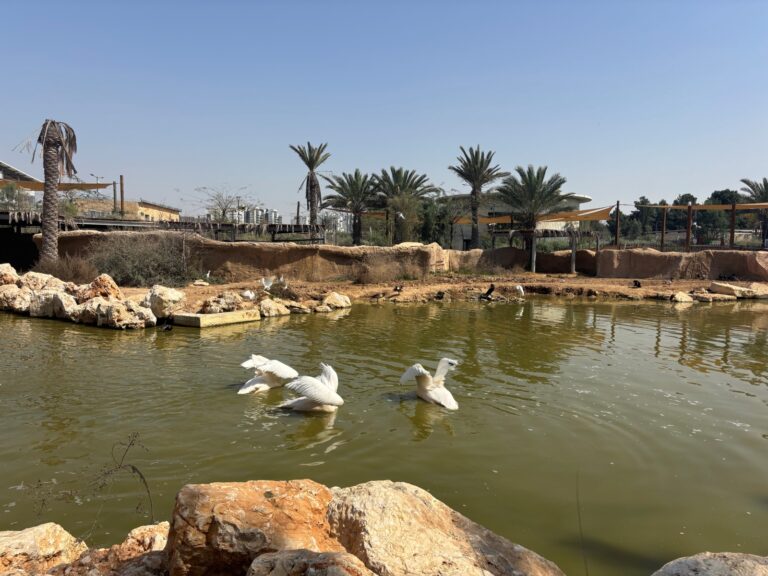 Pelicans swimming in the pond at the animal park. Photo by Natalie Selvin