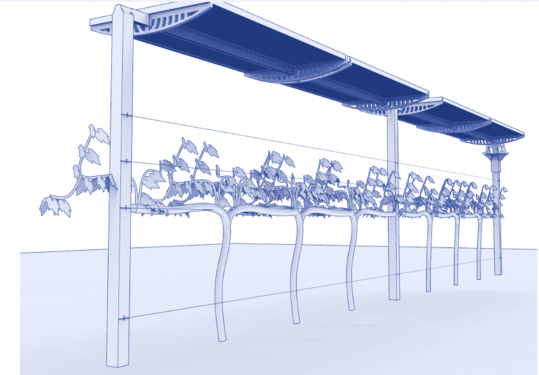 Illustration of grapevines growing under solar panels. Image courtesy of SolarWine