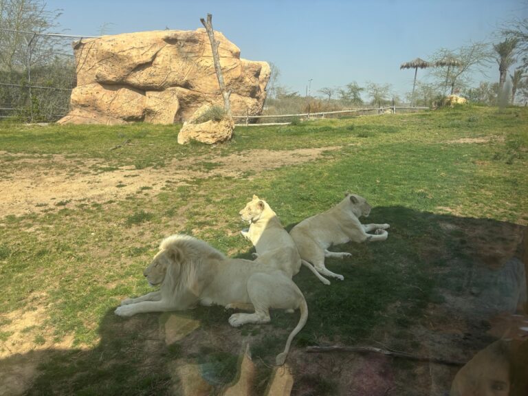 The white lions enclosure at Midbarium. Photo by Natalie Selvin