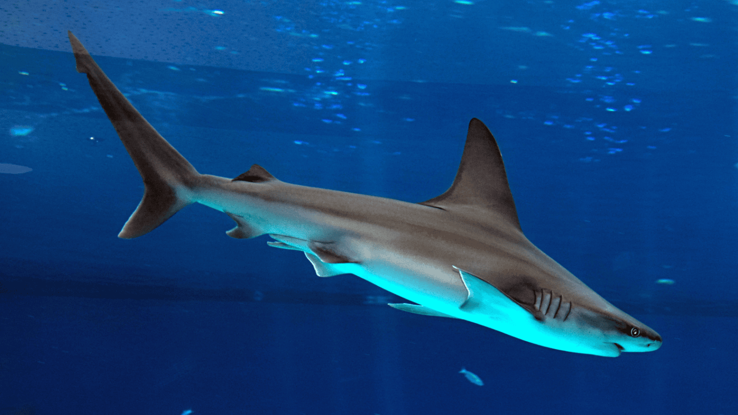 A dusky shark in the Eilat aquarium. Photo by FLASH90