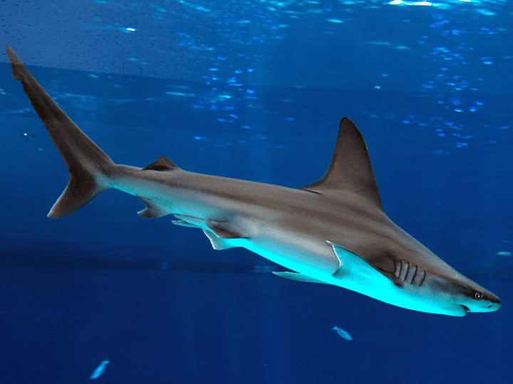 A dusky shark in the Eilat aquarium. Photo by FLASH90