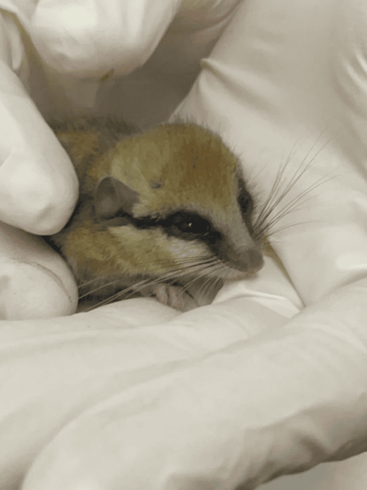 A tiny forest dormouse undergoing rehab in the Hula Valley. Photo by Nevo Ring/KKL-JNF’s Hula Valley Wildlife Acclimatization Center