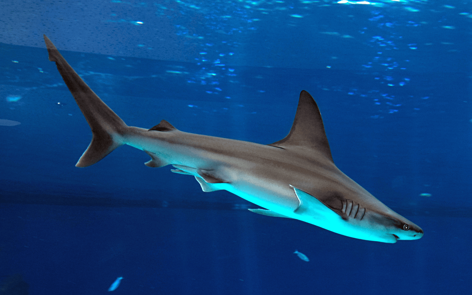 A dusky shark in the Eilat aquarium. Photo by FLASH90