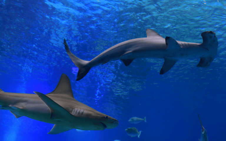 Israel’s shark population includes the occasional hammerhead. Photo by Tomer Neuberg/FLASH90