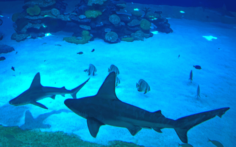 Sharks swimming in the shark aquarium in Eilat. Photo by FLASH90