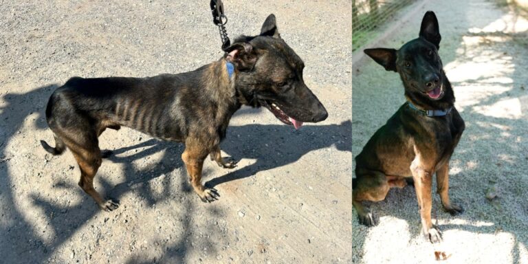 Dost the dog, before and after the rehabilitation at Gilboa Loves Animals. Photo courtesy of Gilboa Loves Animals