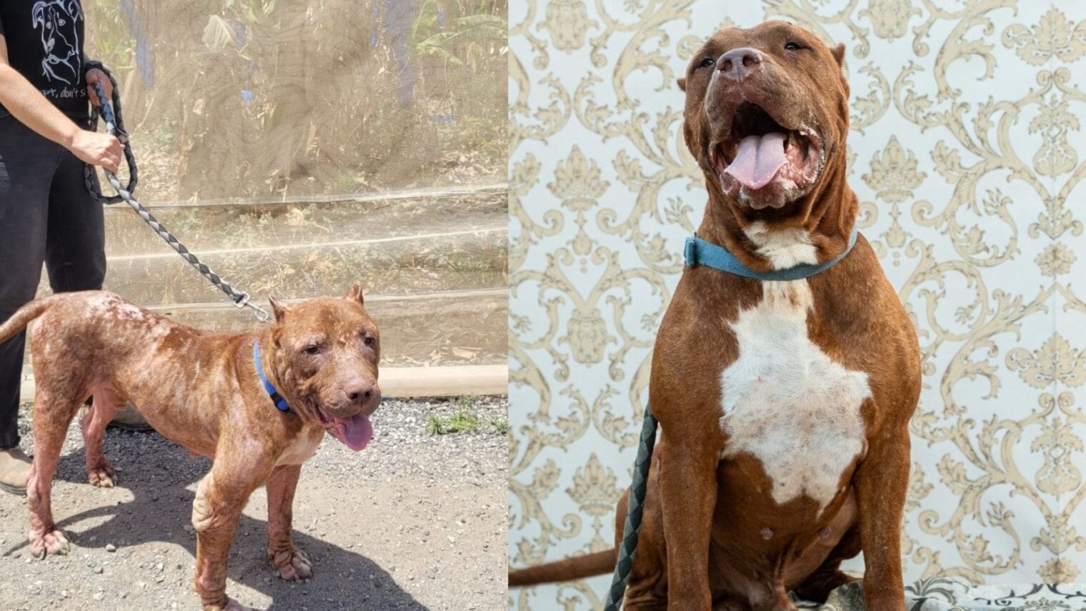 Hercules the dog, before and after the rehabilitation at Gilboa Loves Animals. Photo courtesy of Gilboa Loves Animals