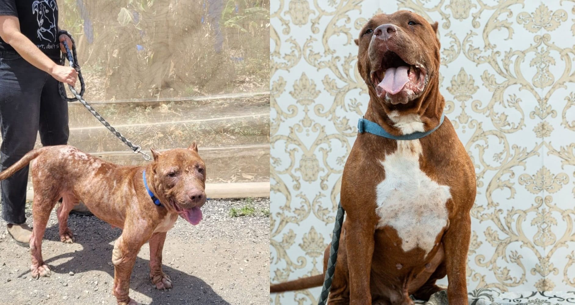 Hercules the dog, before and after the rehabilitation at Gilboa Loves Animals. Photo courtesy of Gilboa Loves Animals