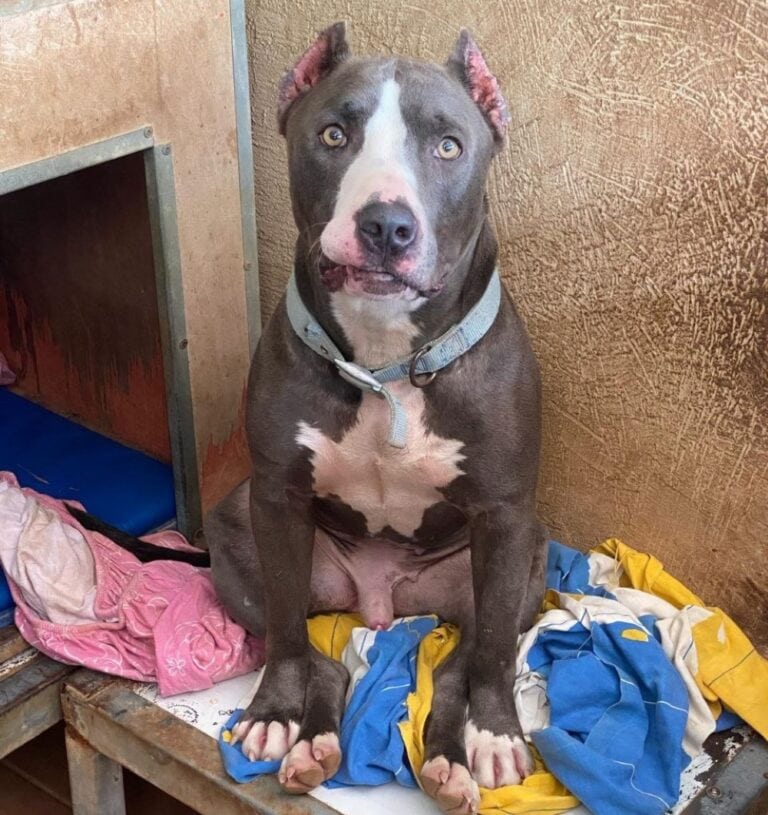 Another rescued pit bull. Photo courtesy of Gilboa Loves Animals