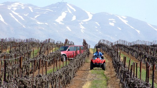 Golan Heights Winery vineyard