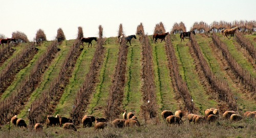 Golan Heights Winery