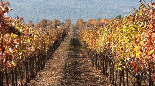Israel Kayoumi vineyard