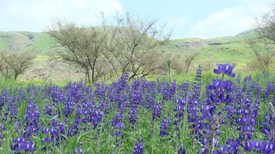 Jerusalem lupine
