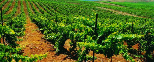 Carmel Winery's Kayoumi vineyard