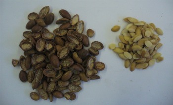 Argan shell