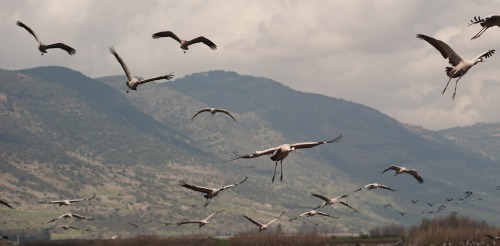 Cranes in the Hula Valley