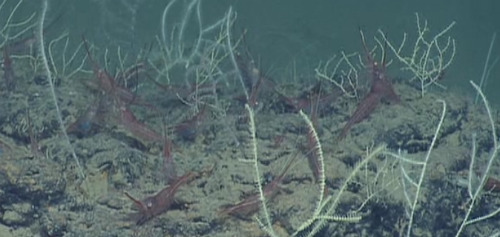 Deep-sea reef in Mediterranean Sea