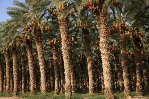 Trees in Israel's Negev desert