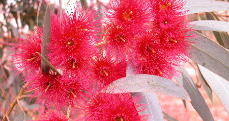 Eucalyptus trees from Australia