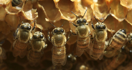 Honeybees