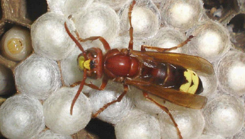 Oriental hornet