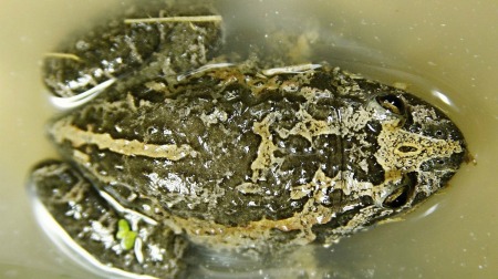 Hula painted frog back