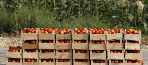 Tomato-Crates